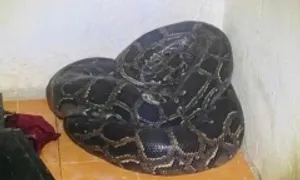 Trăn quý hiếm cuộn tròn trong nhà dân